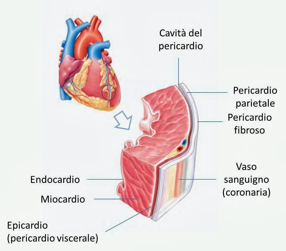 Che trattare vene i rimedi di gente fissi